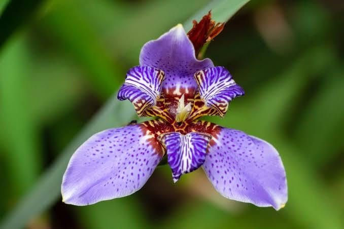 Iris